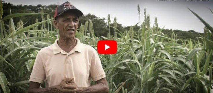 Tecnologias Agropecuárias para o Semiárido Mineiro